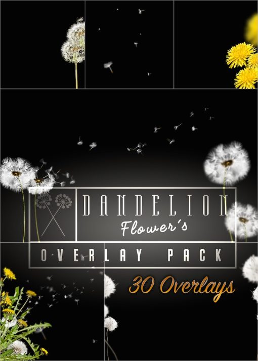 Produktbild Overlay Paket Dandelion 2