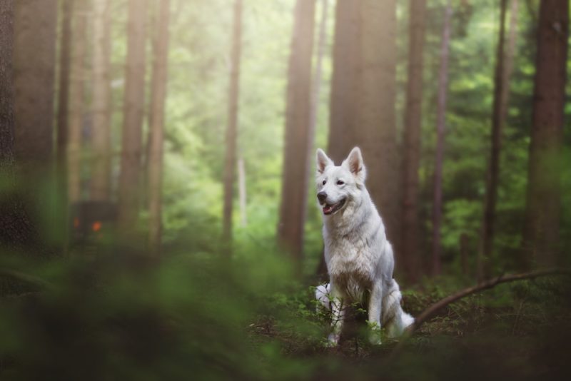 Taydoo Photoshop Set - Dog Retusche für perfekte Tierfotos - nachher-2
