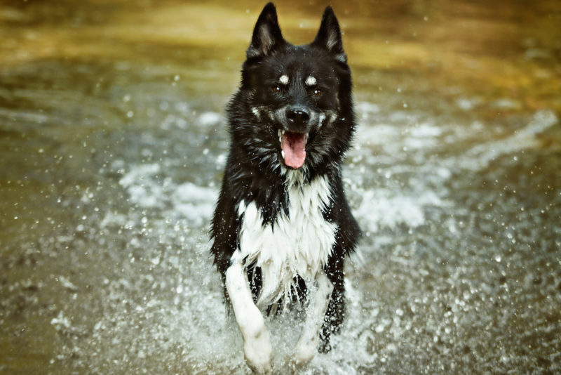 Taydoo Photoshop Set - Dog Retusche für perfekte Tierfotos - nachher-3