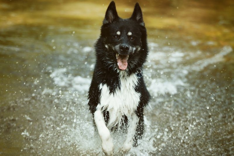 Taydoo Photoshop Set - Dog Retusche für perfekte Tierfotos - vorher-3