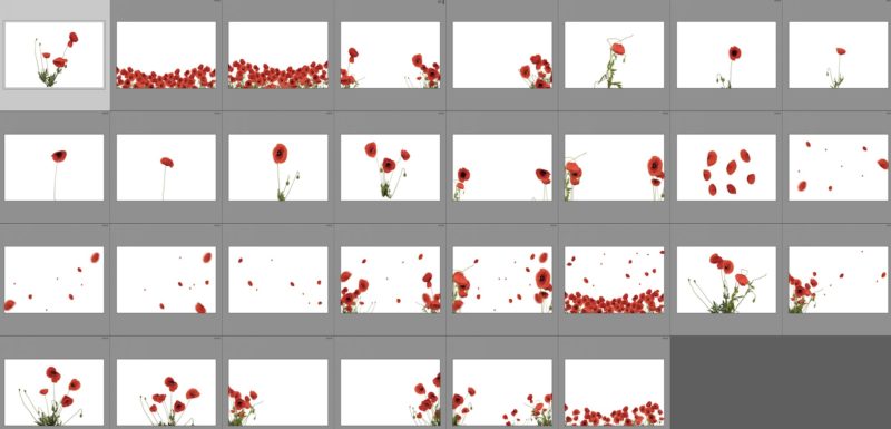 poppy-flower-collage